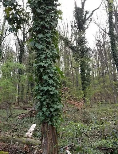Nostalgie Erleben Im Historischen Turmwaechterhaus 펜션